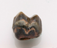 金絲猴   猴齒化石 臼齒