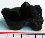 國內化石模型    虎臼齒