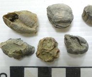 其他海相化石    藤壺化石(C058)