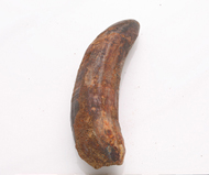 齒鯨   牙齒