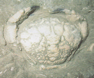 蟹類    鱗班蟹化石