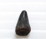 馬來鱷   鱷單齒