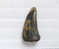 馬來鱷   鱷單齒