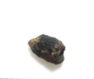 馬來鱷   鱷單齒
