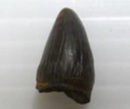 馬來鱷   鱷單齒