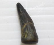 馬來鱷   鱷單齒