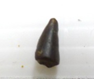 馬來鱷   鱷單齒
