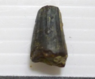 馬來鱷   鱷單齒