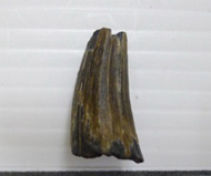 馬來鱷   鱷單齒
