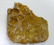 馬來鱷   鱷骨板