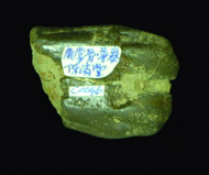 台灣花鹿   掌骨遠端