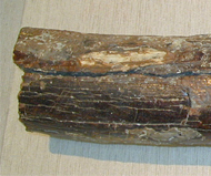 象    台灣古象牙