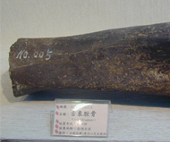 象    古象脛骨
