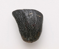 花鹿類   右側門齒