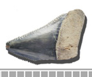 鮫魚齒