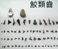 鮫類齒