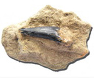 鮫魚齒