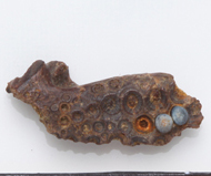 魚類化石