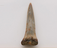 魚     鯊魚齒化石