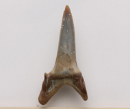 魚     鯊魚齒化石