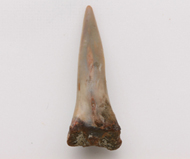 魚     鯊魚齒化石