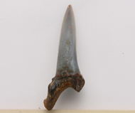 魚     鯊魚齒化石