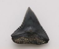 魚     鯊魚齒化石