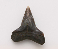 魚     鯊魚齒化石
