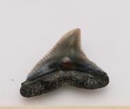 魚     鯊魚齒化石