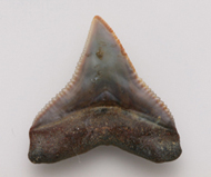 魚     鯊魚齒化石