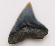 魚     鯊魚齒化石