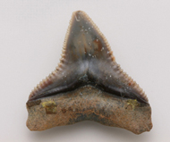 魚     鯊魚齒化石
