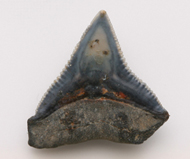 魚     鯊魚齒化石