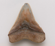 魚     鯊魚齒化石