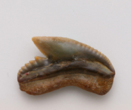 魚     鯊魚齒化石