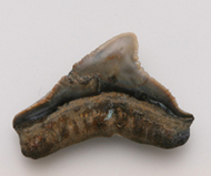 魚     鯊魚齒化石