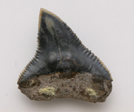 魚     鯊魚齒化石