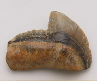 魚     鯊魚齒化石