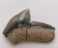 魚     鯊魚齒化石