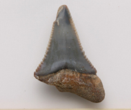 魚     鯊魚齒化石