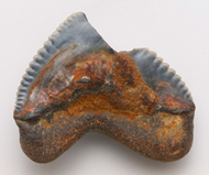 魚     鯊魚齒化石