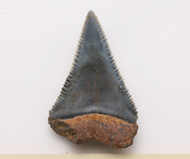 魚     鯊魚齒化石