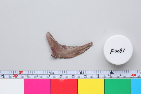 硬骨魚類 魚骸骨
