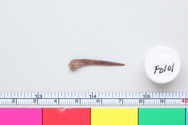 硬骨魚類 魚肋骨