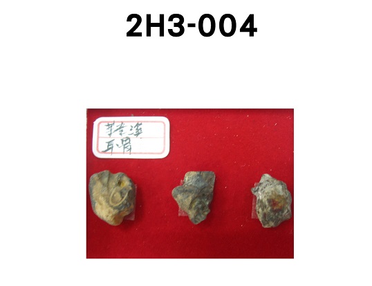 鹿耳骨