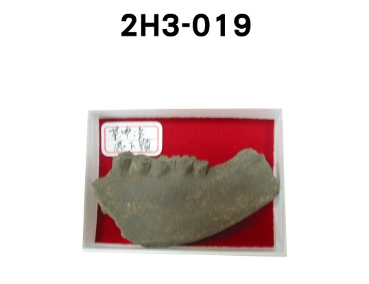 鹿下顎