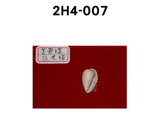 殼米螺