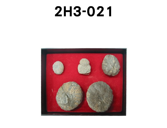 王冠型海膽