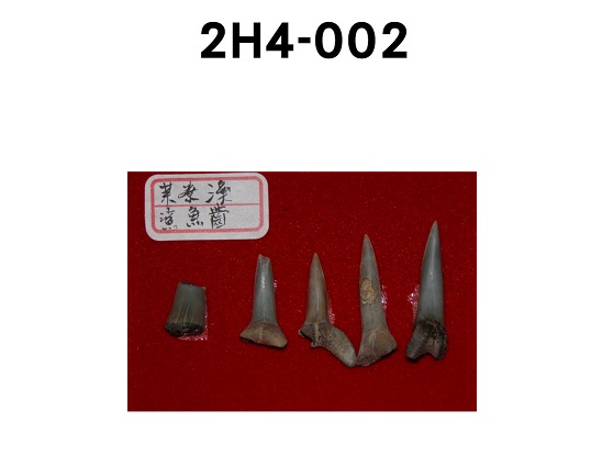 鯊魚齒