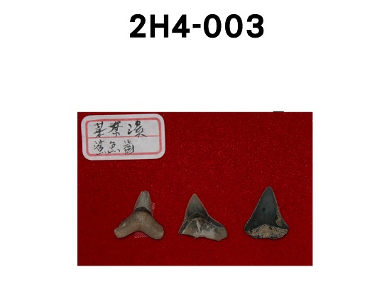 鯊魚齒